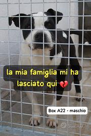 Mirko amstaff 8 anni