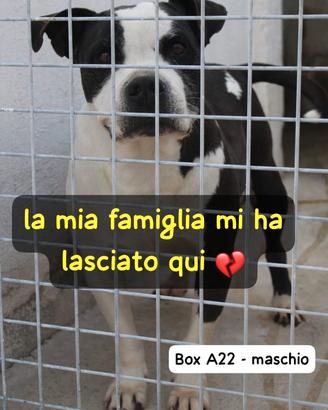 Mirko amstaff 8 anni