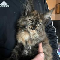 Disponibile dolcissima cucciola di Maine Coon