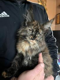 Disponibile dolcissima cucciola di Maine Coon