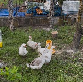 Oche romagnole e cignoide