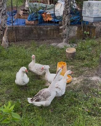 Oche romagnole e cignoide