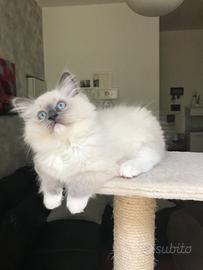 Ragdoll Cuccioli