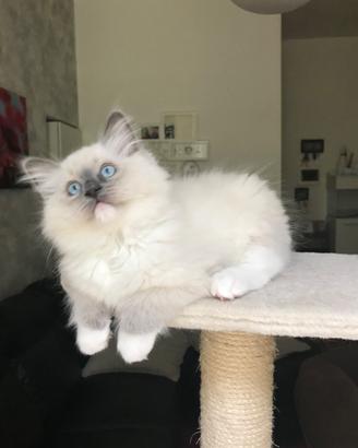 Ragdoll Cuccioli