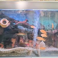 Acquario 200lt completo di tutto