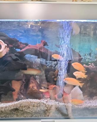 Acquario 200lt completo di tutto