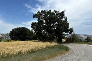 Casa singola - Fermo