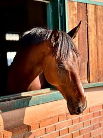 Cavallo 10 anni - Capitol Warrior - ISH