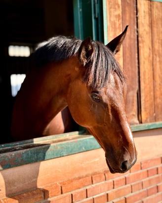 Cavallo 10 anni - Capitol Warrior - ISH