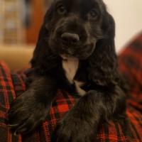 Cocker spaniel cucciolo