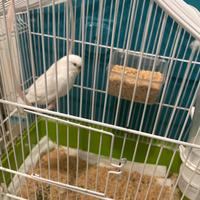 Una Bianca cocorita con gabia e accessories gratis