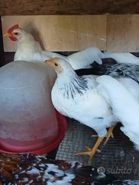 Disponibili pulcini di razza muggellese e incroci