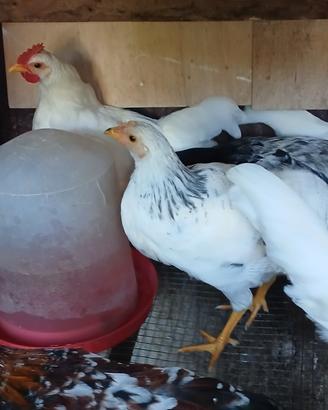 Disponibili pulcini di razza muggellese e incroci