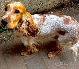Cuccioli cocker