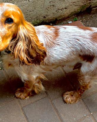 Cuccioli cocker
