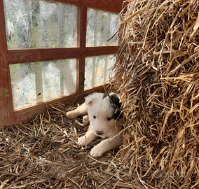 Cuccioli Border Collie originali