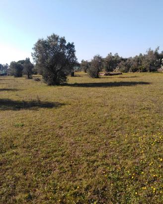 Vendita terreno