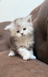 Maine coon cuccioli altissima genealogia linee top