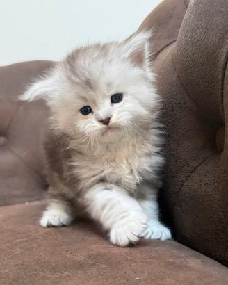 Maine coon cuccioli altissima genealogia linee top