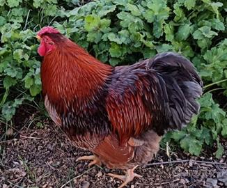 Gallo wyandotte riproduttore