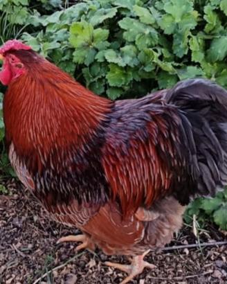 Gallo wyandotte riproduttore