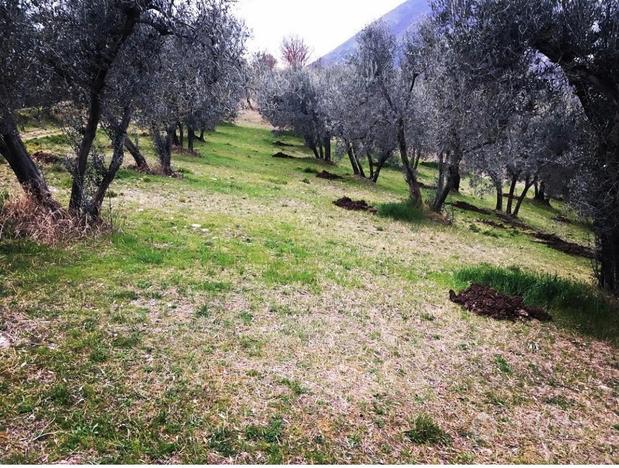 Terreno agricolo - uliveto - in sabina