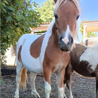 Mini pony