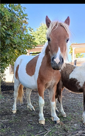 Mini pony