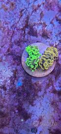 Frag talee e coralli con prezzi a partire da5 euro