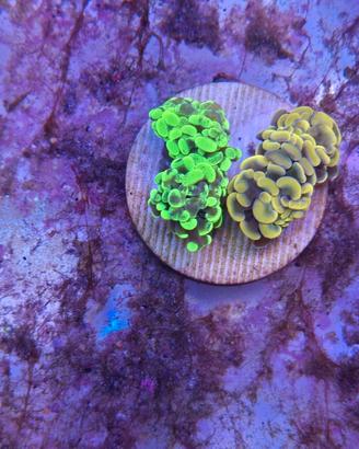 Frag talee e coralli con prezzi a partire da5 euro