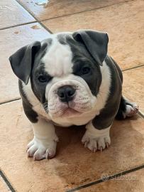 Cucciolo American Bully Exotic