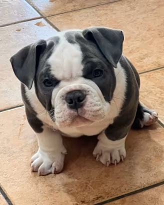 Cucciolo American Bully Exotic