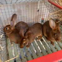 Coniglio Lepre Belga