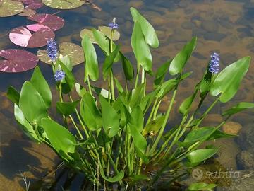 Pianta da Laghetto Pontederia Cordata Fiore Viola