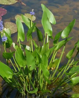 Pianta da Laghetto Pontederia Cordata Fiore Viola