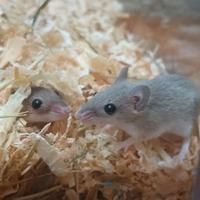 Topini africani pigmei