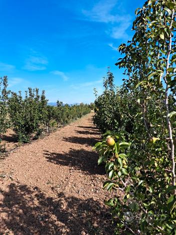 Villaspeciosa. Terreno agricolo recintato