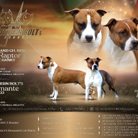 Cuccioli di American Staffordshire terrier