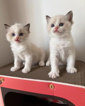 Gattini Ragdoll con pedigree