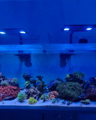 acquario marino 350 litri completo 