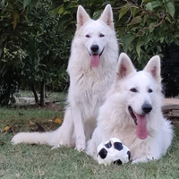 Ultimi cuccioli disponibili