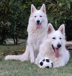 Ultimi cuccioli disponibili