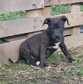 Pitbull ukc pedigree