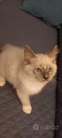 Dolce cucciolo Ragdoll Pedegree