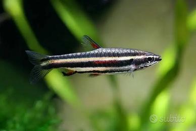 Nannostomus marginatus pesci