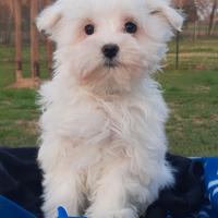 Maltesi cuccioli con pedigree Enci