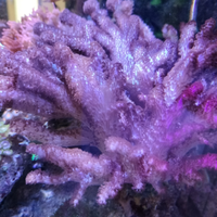 Corallo molle Sinularia