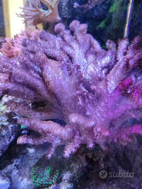 Corallo molle Sinularia