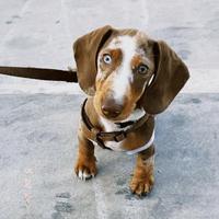 Cane per accoppiamento