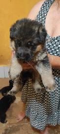 Cuccioli di pastore tedesco